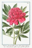 13741.Decor Poster.Room floral design.Garden plant.Botanical art.Peony Flower