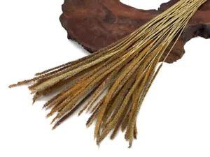 60 Pieces - 18-22" Natural Yellow Thousand Grass Reed Preserved Dried Botanical