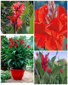 FRESH RED Canna Lily 5 Rhizomes JUMBO TALL PLANTS!  Green Leaf SOLD OUT LST YR!