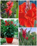 FRESH RED Canna Lily 5 Rhizomes JUMBO TALL PLANTS!  Green Leaf SOLD OUT LST YR!