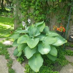 BACK IN STOCK - 20 Empress Wu - Extra Large Hosta Seeds