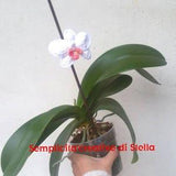 Crochet Orchid to "Pinch" to your vase!