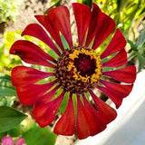 Zinnia seeds, mixed 2022