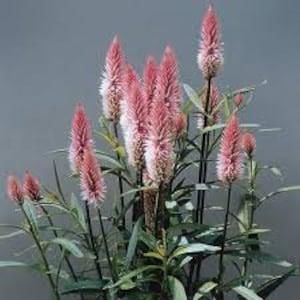 Flamingo Feather Celosia seeds 20 count