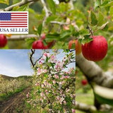 Malus domestica 10 Seeds - Common Apple, Domestic Apple, Red Apple