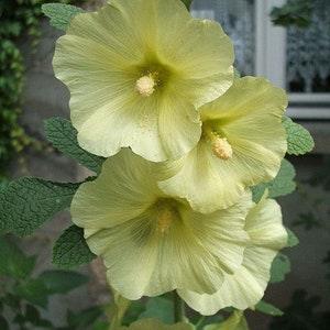 Yellow ORGANIC HOLLYHOCK SEEDS  Heirloom  Fresh Seeds from summer of 2023 , Canada Seeds
