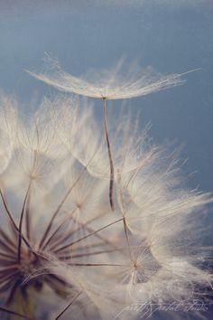 WISH . Dandelion Wall Art . Flower Print . Botanical Decor . Whimsical Wall Art . Nursery Art - Etsy Flower Delivery