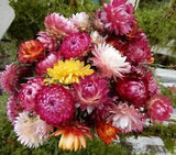 25+  Dried Straw Flowers Mixed Color Orange, Yellow, Red Stems, Wedding Crowns