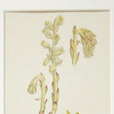 Bird's Nest Orchid Antique Print. Botanical Print, Wild Flower Print by Sowerby, 1850s Hand Coloured Engraving - 901