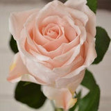 Cold porcelain handmade roses