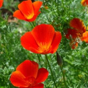 Mikado California Poppy Seeds | Red Orange Poppies Heat Deer Resistant Drought Tolerant USA Ornamental Flower Seed 2024 Season Fast Shipping