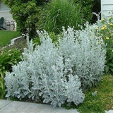 100 Pcs Dusty Miller Plant Seeds-Centaurea cineraria / Endangered Specie/ Deer Resistant Annual/ P030