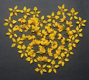 Cute Natural Yellow Pressed Flowers with Stems Art Lot Dried Floral DIY