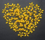 Cute Natural Yellow Pressed Flowers with Stems Art Lot Dried Floral DIY