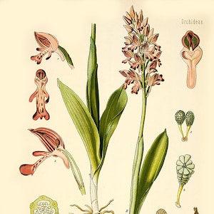 Vintage botanical print, Orchis Militaris vintage print, orchid plant print, flower plant illustration, floral print, kitchen herbal plant