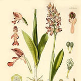 Vintage botanical print, Orchis Militaris vintage print, orchid plant print, flower plant illustration, floral print, kitchen herbal plant
