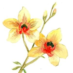 Wild orchid, yellow orchid, Hawaiian flowers, lei flowers, tropical flower, island decor, Cate Mandigo original hand painted watercolor art