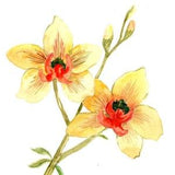 Wild orchid, yellow orchid, Hawaiian flowers, lei flowers, tropical flower, island decor, Cate Mandigo original hand painted watercolor art