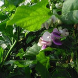 Snail/Corkscrew Vine (Vigna caracalla) Rare, Fragrant, Annual/Indoors - 6 Seeds