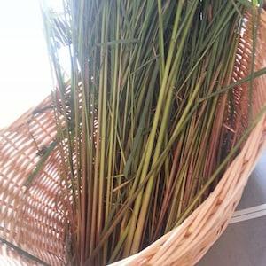 Lemon Grass - East Indian -  Cymbopogon flexuosus -- Medicinal Herb - Seeds