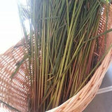 Lemon Grass - East Indian -  Cymbopogon flexuosus -- Medicinal Herb - Seeds
