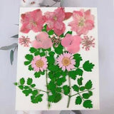 12PCS Real Pressed Dry Flower collection, pink Flowers leaves as picture FHT502
