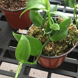 Vanilla Bean orchid