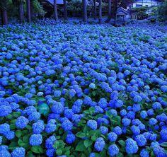 Must-see photos of hydrangeas blooming in Japan Flower Delivery