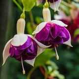 ORNAMENTAL FUCHSIA Hardy Vivid Colored Blooms All Season Long! Shrub, 10 Seeds