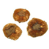 Sunflower Center - Helanthus sp - Daisy Family Flowering Plants - Yellow Sunflowers - Decorative Terrarium