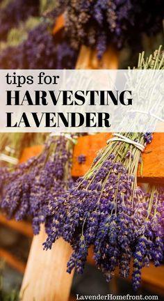 Harvesting Lavender Flower Delivery