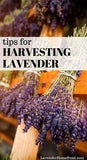 Harvesting Lavender Flower Delivery