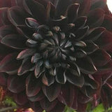 US-Seller Rare Beautiful Perennial Black Dahlia Flowers Seeds 20PCS.??#1120??