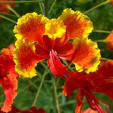 Red Bird of Paradise - Peacock Flower - Caesalpinia Pulcherrima - Rare 'Plant' Seeds - Red Dwarf Poinciana, Red-Yellow, Pride of Barbados