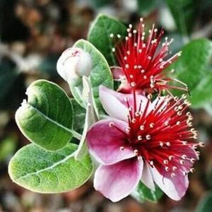 Pineapple Guava (Feijoa) - Acca Sellowiana - Rare Plant Species