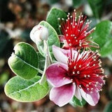 Pineapple Guava (Feijoa) - Acca Sellowiana - Rare Plant Species