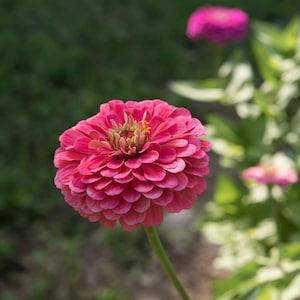25 Benary's Giant Carmine Zinnia Seeds / Zinnia Elegans / Cut Flower /Bouquet Flower /Wedding Flower / English Garden / Wildflower / Cottage