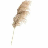 20Pcs Dried Pampas Grass Natural Phragmites Communis Bunch Wedding Flower Decor