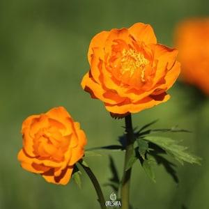 Trollius asiaticus 30+ PCS fresh seeds, Asian globe flower, Kupalnitsa asian, Orange flowers, Herb, Flower seeds, Organic seeds, Rare seeds