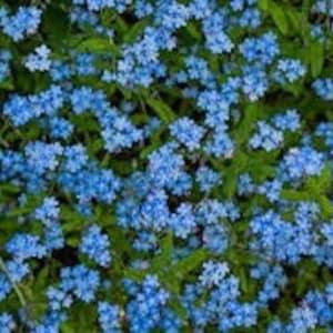 300 Chinese Forget-Me-Not Seeds ??Blue Showers?? Seeds Cynoglossum amabile from Dizzy Bees Urban Garden