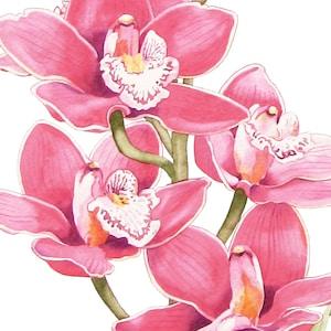 Original Watercolor Painting of a pink Cymbidium Orchid Flower