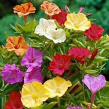 25 + seeds  Four O'Clock (Mirabilis Jalapa) Mixed Color
