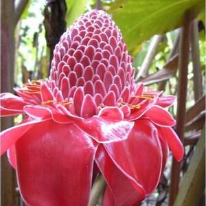 Torch Ginger - Etlingera elatior - Rare 'Plant' Seeds - Bunga Kantan, Red-White, Wild ginger, Philippine wax flower,Zingiberaceae,Red Ginger