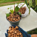 Coconut (coco) Husk Chips - Great Additive to Orchid Mixes & Citrus Trees Very Clean 100% Organic Coconut Husk Chips for Orchids flowers