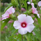12 seeds Rare wild Hibiscus Laevis Rose Mallow