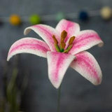 Stargazer Lily Felt Flower Stem