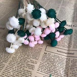 Dried Natural Diamond Flower-Eternal Dry Small Brazilian Daisy Branch Home Decor