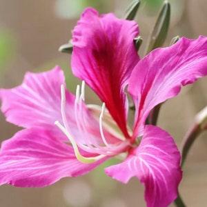 New, Orchid tree seeds, Bauhinia purpurea
