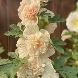 Blush Champagne Double Hollyhock SEED, Majorette