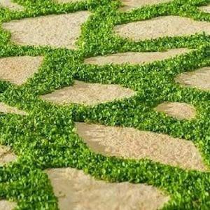 1000+ Dichondra Repens Plant Seeds-Kidney Weed- (10g) Dichondra Pony Foot-Lawn Leaf-B259